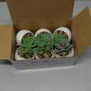 Der Rose Set of 6 Succulents Plants Artificial in Pots Small Fake Plants for Bedroom Aesthetic Living Room Shelf Bathroom Decor Office Desk Accessories (Green)