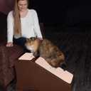 Pet Gear Stramp Stair and Ramp Combination for Dogs/Cats, Easy Step, Lightweight/Portable, Sturdy, Easy Assembly (No Tools Required) 1 Model, Espresso