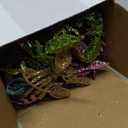 Moucuny 40 Pcs Christmas Glitter Artificial Picks Set Leaf Sprays Cedar Picks Glitter Berries Stems Tropical Leaf Pine Needles Christmas Stems Branches for Tree Vase Home(Colorful)