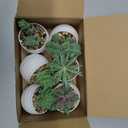 Der Rose Set of 6 Succulents Plants Artificial in Pots Small Fake Plants for Bedroom Aesthetic Living Room Shelf Bathroom Decor Office Desk Accessories
