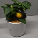 Fake Plants Artificial Tropical Plants Indoor in White Pot for Home Office Desk Accessories Bathroom Sage Green Decor Lemon