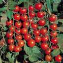 8 x Seeds Red Cherry Tomato Tall Bush Heirloom Vegetable Non-GMO