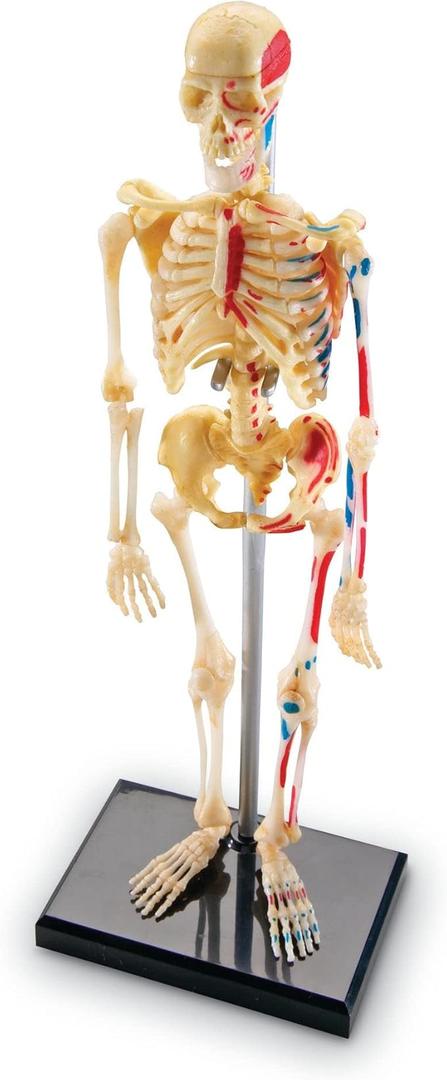 Learning Resources Skeleton Model, Science Classroom Must Haves, STEM Student Essentials, Practice Anatomy, Back to School Supplies for Teachers