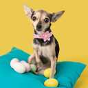Unique style paws Easter Dog Collar with Flower Tie Rabbit & Carrot Puppy Collar for Small Medium Large Boys Girls-L