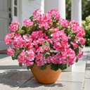 Artificial Geranium Fake Flowers for Outdoors Decoration, 6 Bundles Silk Geraniums Pink Flower UV Resistant Look Real Faux Plants for Outside Planter Front Door Garden Porch Patio Balcony Yard Home
