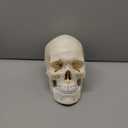 QWORK Human Skull and Brain Anatomy Model, 11 Parts, Life Size, Numbered, Anatomically Accurate, for Science Medical Teaching Learning