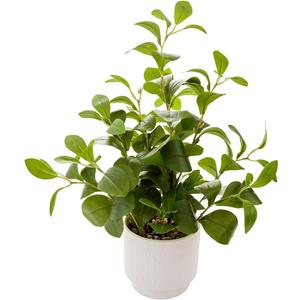 19'' Artificial Ficus Plant in White Textured Ceramic Pot Realistic Faux Greenery with Lifelike Leaves Fake Plants for Indoor Home Office Bathroom Shelf Desk Tabletop Decor