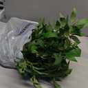 2 Pack Artificial Eucalyptus Garland Faux Silk Leaf Silver Dollar Eucalyptus Leaves Vines Handmade Garland Greenery Wedding Backdrop Indoor Outdoor Arch Wall Decoration