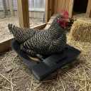 Roll Away Nesting Box for Chicken Coop, 3-Pack with 9 Coconut Fiber Pads, Automatic Egg Collection System (3Pack)