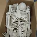 CAMIRUS 2PACK 36" Skeleton Halloween Decorations, 3ft Life Full Size Skeleton with Realistic Posable Movable Joints for Halloween Haunted Houses, Lawn, Graveyard
