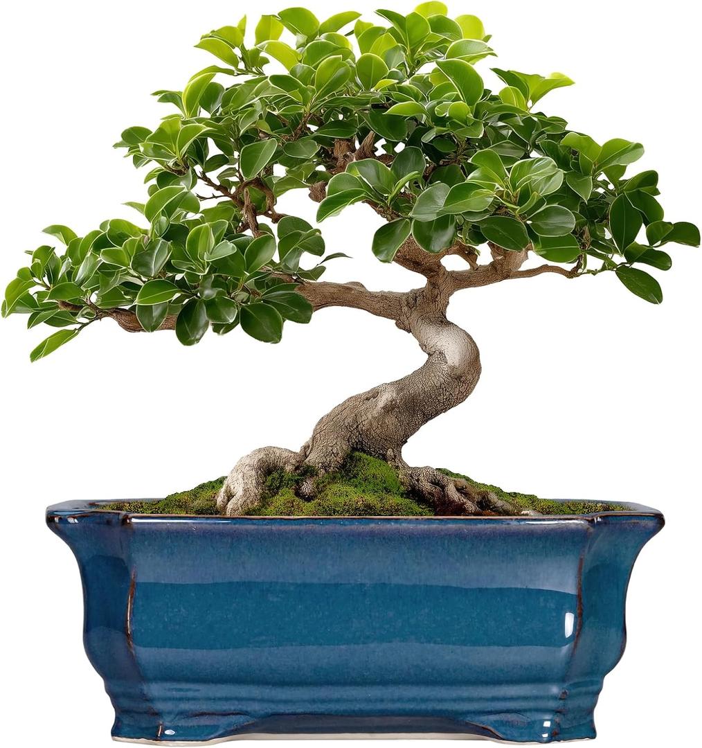 Teagas Bonsai Pots 11.6 Inch - Ceramic Succulent Pots with Drainage Hole, Rectangular Planter for Indoor Outdoor, Decorative Ceramic Flower Pot, Home Garden Room Decor, Plant Lover Gifts, Retro Blue