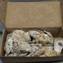 30Pcs 4"-6" Oyster Shells for Crafts Natural Large Oyster Shells for DIY Crafting Christmas Ornaments Decoupage Beach Decor Arts and Crafts Bulk Clam Shells Sea Shells for Chicken