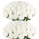 Aiinoo Artificial Roses Large Velvet Rose Real Touch Fake Flowers in Bulk for Flower Arrangement Wedding Centerpieces Home Party Decor (White)