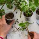 Premium Plant Propagation Potting Mix by Gardenera: Pre-Mixed and Ready to Use for Convenient Propagation - 2 Quart