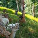 SATINIOR 3 Feet Scent Rope for Deer Hunting Include Mock Scrape System Hemp Drag Rag with Reflective Rope Rotating Clamp and Gloves Hangs Anywhere for Hunting Accessories Hunter Gifts