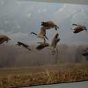 Cranes taking off from a Field Canvas Wall Art Decor Paintings Pictures for Bedroom Wall Decor Above Bed Living Room Wall Decoration Bathroom Office Artwork (30"x20", Mulit9)