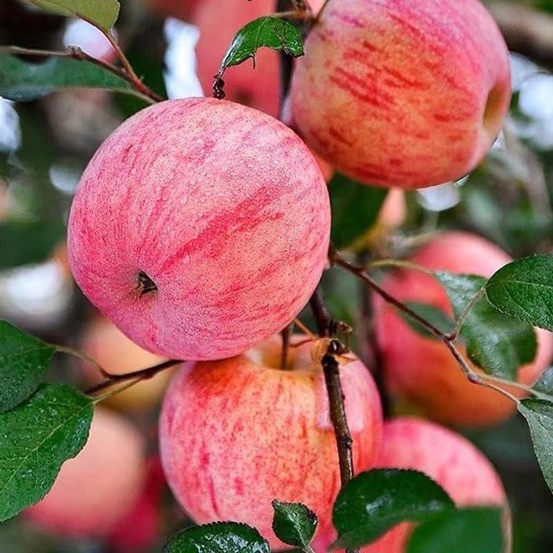 Brighter Blooms Thriving Dwarf Fuji Honeycrisp Apple Trees - Perfect Addition to Yards and Home Gardens