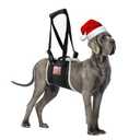 S-ETOVUS Dog Sling for Back Legs, Dog Lift Harness, Magic Tape Dog Sling for Large Dogs Hind Leg Support, Elderly Dog Lifter, Help Canie Hip Arthritis K9 Cruciate Ligament Rehabilitation (Large)