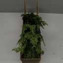 DEPMEM 9Ft Christmas Garland, Realistic Cedar Cypress Norfolk Pine Greenery Garland Faux Christmas Decorations for Mantle, Fireplace, Table, Stairs, Doors, Porch, Indoor Outdoor Christmas Decor