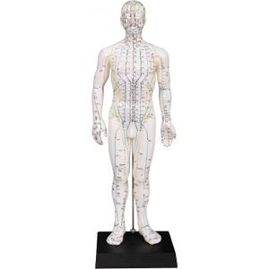 Male Acupuncture Model 20" with Chinese and English Points Male Acupuncture Model 20" with Chinese and English Points