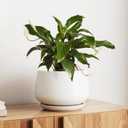 LE TAUCI Ceramic Planter, 10 Inch Plant Pot with Drainage Hole & Saucer  Durable Indoor Planter for Modern Home Decor, White