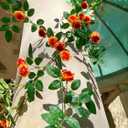 6FT Bendable Yellow Orange Rose Flower Garland, Artificial Silk Wild Roses Vine Leaves Hanging Flowers for Wall Fireplace Fence Trellis Wedding Home Spring Summer Decor(2PC)