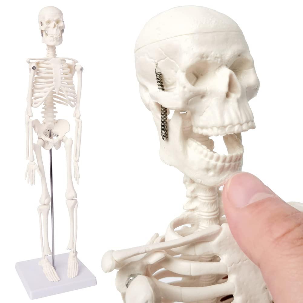 EVOTECH SCIENTIFIC Mini Human Skeleton Model for Anatomy, 17.7'' Full Body Human Skeleton Model with Movable Arms and Legs on Base for Medical Teaching Learning, Students Learning Education Tool