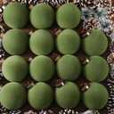 Liliful 15 Pcs Velvet Christmas Balls Bulk Flocked Christmas Tree Ball Ornaments Plastic Xmas Decorative Hanging Ornaments(Green,2.36 Inch)