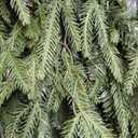 6.5ft Prelit Artificial Christmas Tree with 2368 PE PVC Tips, Premium Pre-Lit Holiday Xmas Tree with 300 UL Incandescent Lights, Metal Hinges & Foldable Base for Home Office Party, Green