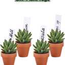 Riseuvo 32pcs 2" Small Mini Terracotta & Clay Pot Planter - Cactus Flower Nursery Terra Cotta Pots with Drainage, Perfect for Indoor/Outdoor Plants, Crafts