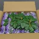 200PCS Artificial Flowers Purple Mixed Series Roses Real Looking Foam Fake Roses with Leaves and for DIY Wedding Bouquets Bridal Shower Centerpieces Party Decorations (Purple Series, 200)