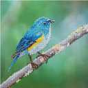 Diamond Art By Leisure Arts DMA Kit12x12 IntermediateBlue Bird