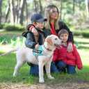 voopet Emotional Support Dog Harness, Professional Service Dog Vest Harness for Small Medium Large Dogs, Reflective Breathable and Adjustable No Pull/Choke ESA Essential Harness, M