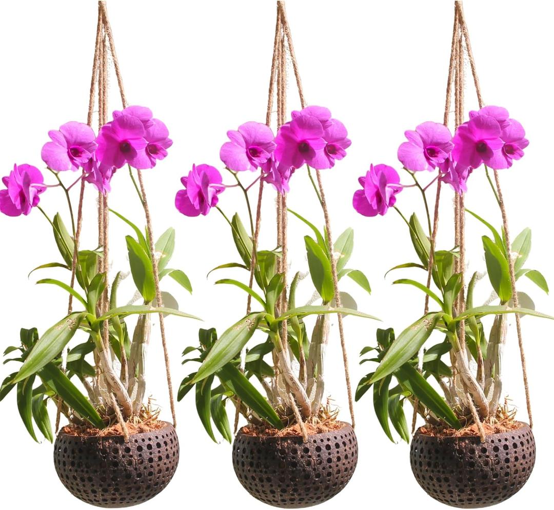 Set of 3 Hanging Orchid Pots for Small Orchids, Handmade Coconut Planters, Orchid Pots with Holes, Coconut Planters, Orchid Gifts