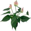 16.1'' Artificial Potted Flowers Anthurium Artificial Plant Bonsai Fake Tropical Greenery Plant,for Indoor Outside Home Garden Office Deck Porch Wedding Decorations,Pink