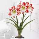 Amaryllis Growing Kit. Includes: Big Minerva Bulb, Plastic Pot and Saucer, and Professional Growing Medium