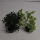 2Pcs Fake Plants Hanging Artificial Decorations, Faux Potted Eucalyptus and Pea Pod Plants for Bathroom Home Office Desk Wall Shelf Bookcase Accessories Decor Indoor