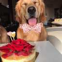 2 x Elegant Little Tail American Flag Bow Tie Dog Collar, Cute Heart Dog Bowtie, Valentine's Day Gift for Small Dogs (Small (Pack of 1))