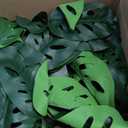 2Pcs Artificial Monstera Leaves Vines 4ft Fake Hanging Plant Ivy Vines Greenery Garland Faux Tropical Vine Decor for Wall Jungle Luau Beach Birthday Party Indoor Outdoor Home Dcor (Monstera#style 1)