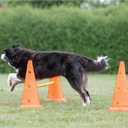 Trixie Dog Agility Hurdle Cone Set Dog Agility Set with Height Adjustable Crossbar for Beginners & Advanced, Dog Agility Equipment for Dog Obstacle Courses 6 x Cones, 3 x Agility Rods