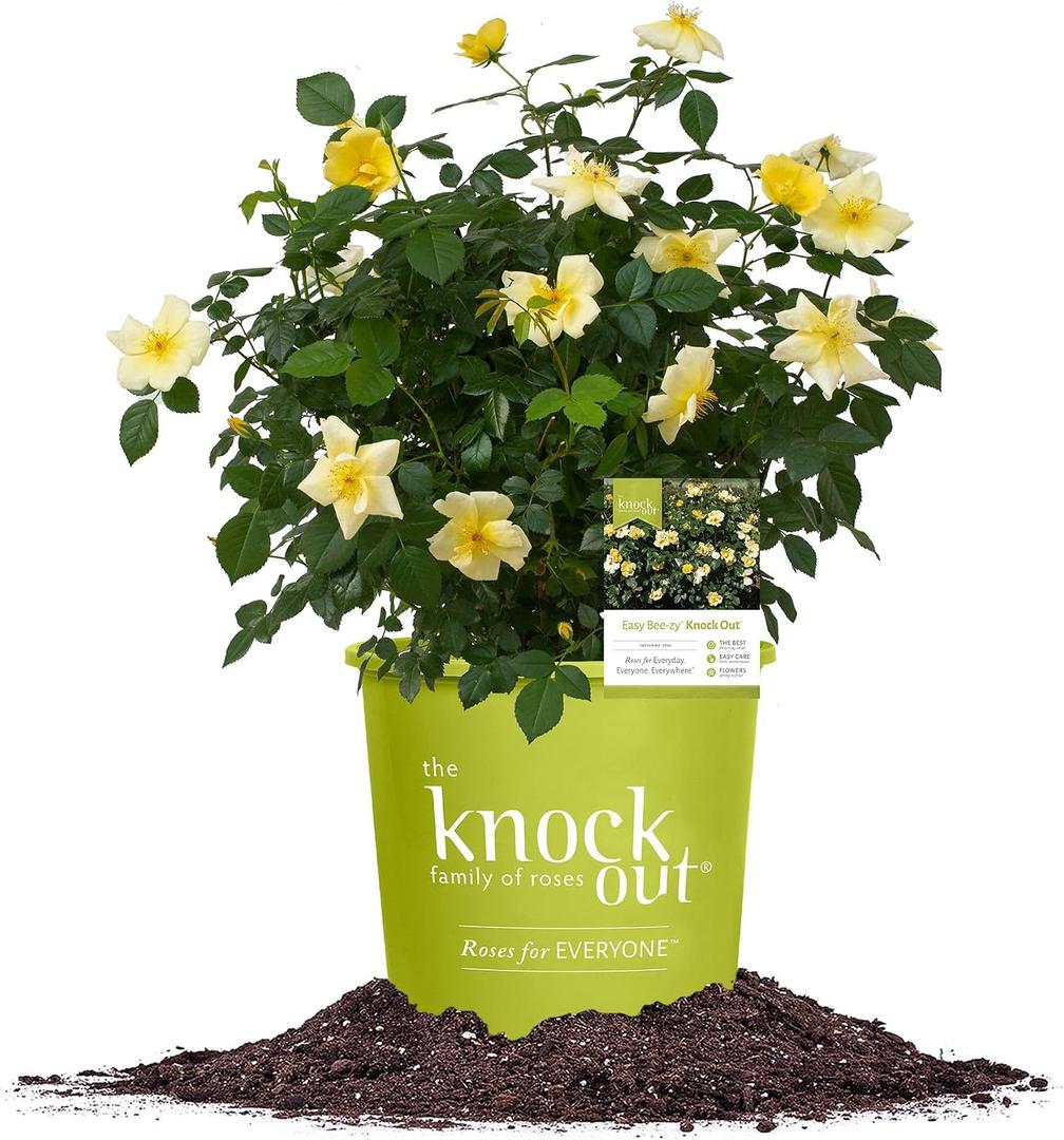 Perfect Plants Easy Bee-zy Knock Out Rose Bush 3 Gallon | Live Rose Shrub | Fresh Roses