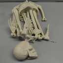 36" Skeleton Halloween Decorations, 3FT Realistic Full Body Movable Posable Joints Skeleton, Creepy Halloween Plastic Skeleton for Graveyard Decorations, Haunted House Props Indoor/Outdoor Decor