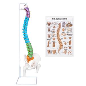 NLShan 34.6'' Full Size Human Spine Skeleton Model, Colored Anatomical Spine Model with All Nerves, Arteries, Lumbar Column, Removable Femur, Realistic Vertebra Model for Teaching, Study and Display