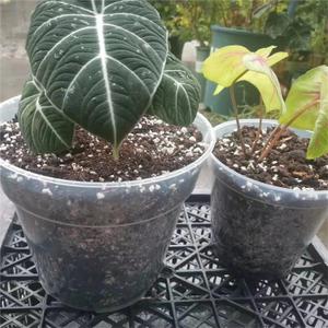 Clear Plastic Plant Pots, Transparent Multiple Sizes For Orchids Houseplants With Trays 9" tall