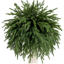 12 Pcs Norfolk Pine Branches 17" Artificial Pine Needles Branches Fake Greenery Picks Norfolk Pine Stems for Christmas Tree Vase Fillers DIY Crafts Garland Wreath Home Winter Decorations (12, Green)