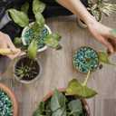 Halatool 4LB Green Aquarium Gravel for Fish Tank 0.35"- 0.6" Natural Landscaping Pebbles for Decorations Small Succulent Rocks for Indoor Outdoor Plants DIY Crafts & Vase Filler