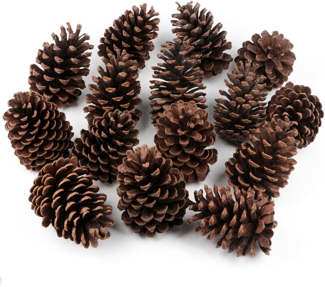12 PineCones 3 to 4.5 Tall Bulk Package in a Protective Box All Natural, Bug Free, Large Pine Cone Ornaments Natural Pinecones Decoration for Crafts DIY Wreath Home Wedding Christmas Tree Decoration