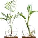 Glass Planter Propagation Station with Wooden Base - Clear Oblate Hydroponic Vase, Decorative Desktop Flower Vase for Home, Office, Windowsill - Gift for Plant Lovers (2)
