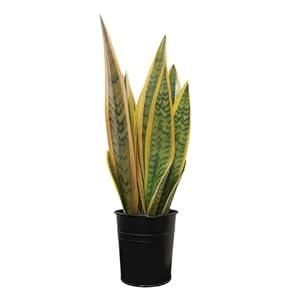 Artificial Snake Plants, Faux Snake Plant 14" Tropical Fake Plants Mini Tongue Plant for Home, Office & Garden Décor, Without Vase (4pcs) (Yellow-Green)