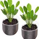 2 Pcs Aquarium Plant Holder Aquascape Decoration with Suction Cups Clear Fish Tank Plant Pot Aquatic Plants Cup for Fish Tank